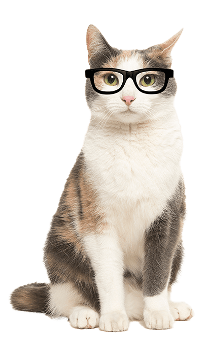 Cat sitting seen from the front facing the camera wearing black glasses