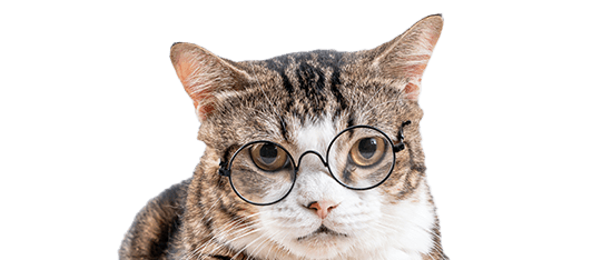 cute cat with glasses