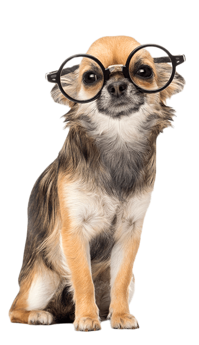 Chihuahua wearing round glasses ,sitting and looking at camera
