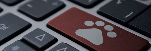 Laptop keyboard with a red key and a drawn pet footprint. Veterinary, pet, online concept.