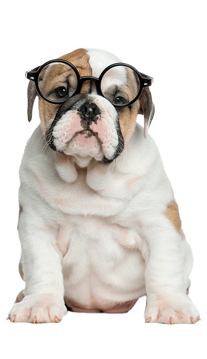 English bulldog puppy wearing glasses
