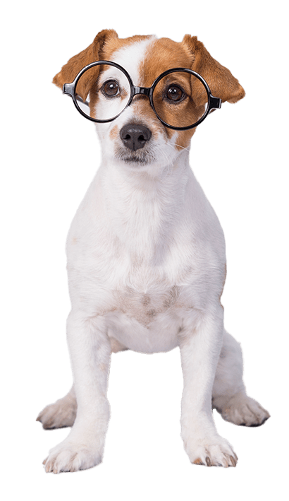 cute young small dog sitting on the floor and working on laptop. Wearing glasses and cup of tea or coffee besides him. Pets indoors