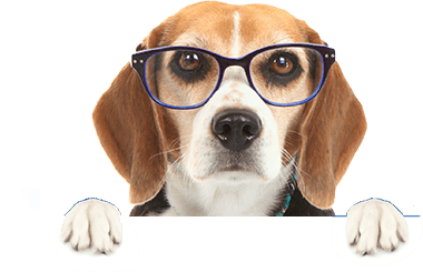 businnes pet or dog intelligence training