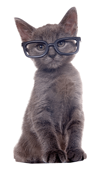 Small dark gray kitten wearing black glasses sitting in front of computer keyboard, paws on keys looking at viewer. Isolated on white background.