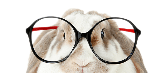 Beautiful rabbit with glasses