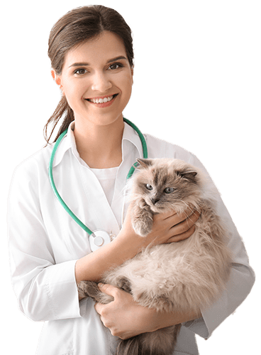 Young veterinarian holding cat in clinic
