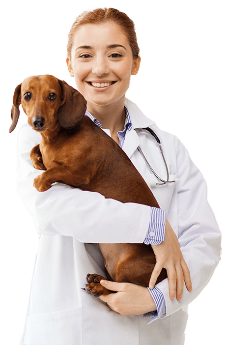 happy doctor with dog at vet clinic
